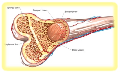 Bone Marrow